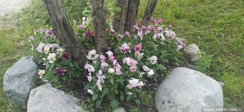 Небольшой кусочек нашего города. Цветочки