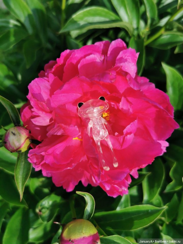 Лягушата как ребята — Фигурки Studio