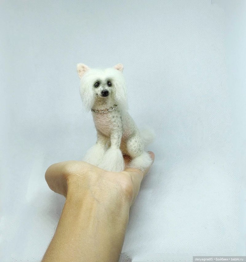 Китайская хохлатая собачка (фото 6)