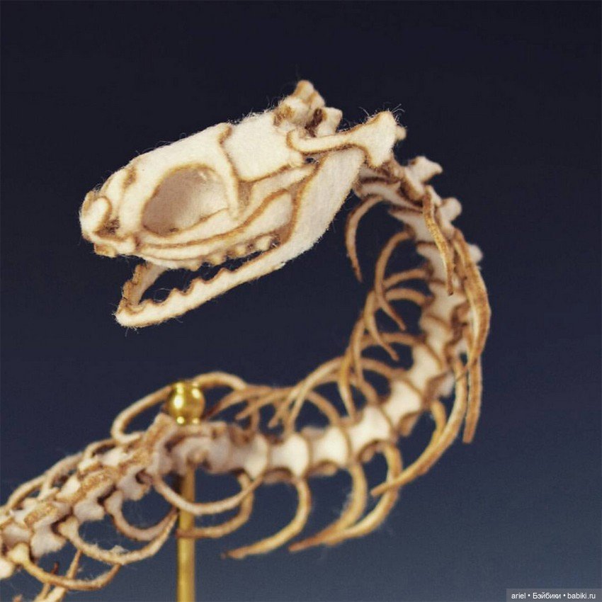 Анатомические препараты из новой коллекции Ланы Крукс (Lana Crooks) (фото 3)