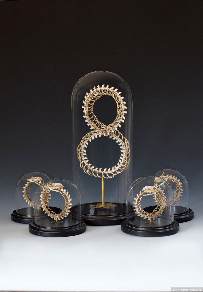 Анатомические препараты из новой коллекции Ланы Крукс (Lana Crooks) (фото 8)