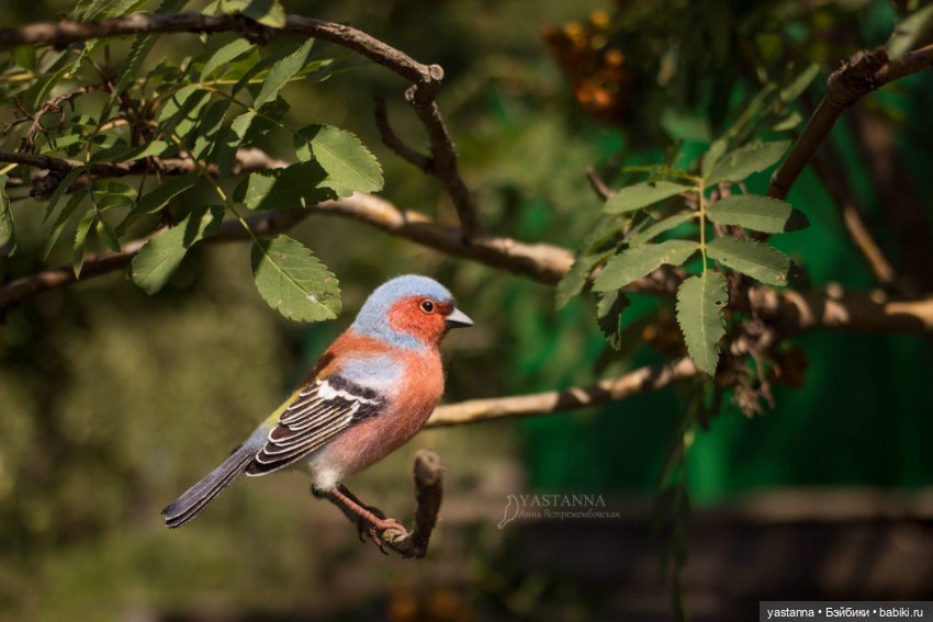 Зяблик — Валяные игрушки из шерсти: сухое валяние