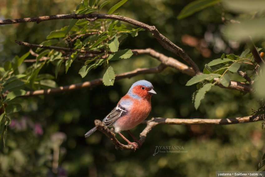 Зяблик — Валяные игрушки из шерсти: сухое валяние