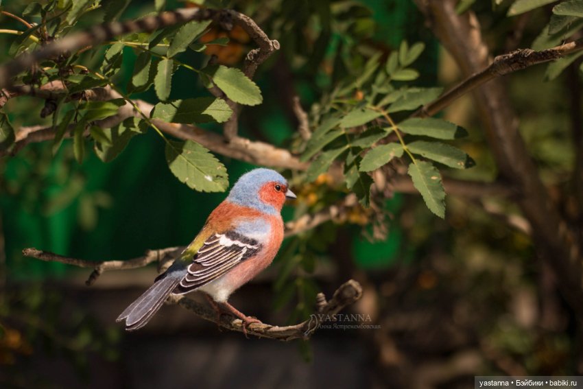 Зяблик — Валяные игрушки из шерсти: сухое валяние