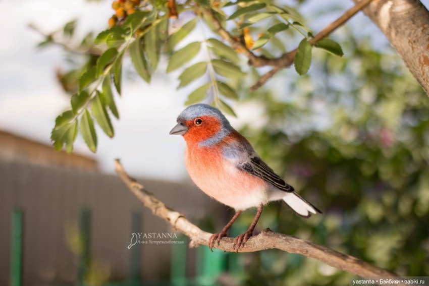 Зяблик — Валяные игрушки из шерсти: сухое валяние