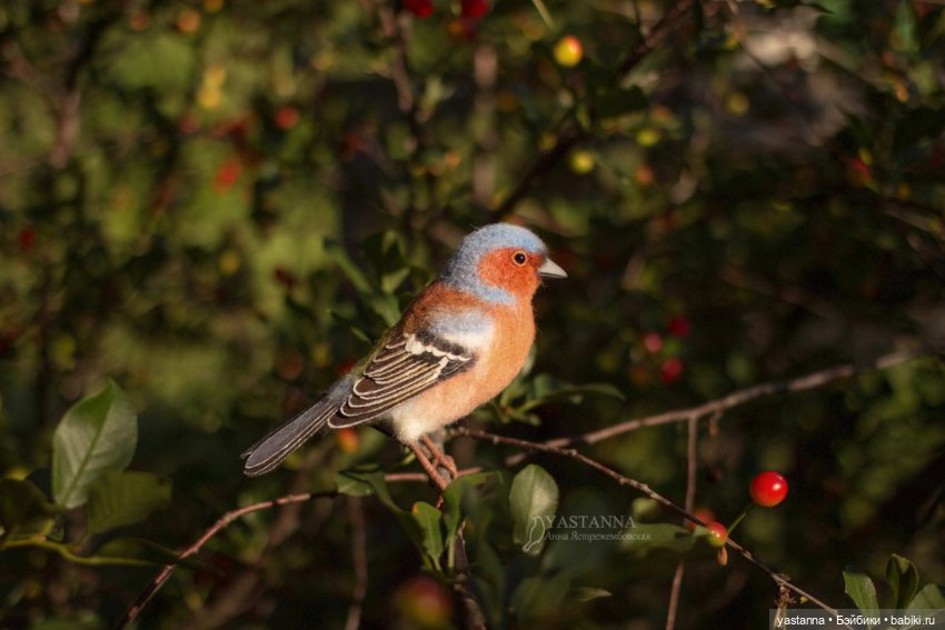 Зяблик — Валяные игрушки из шерсти: сухое валяние (фото 2)