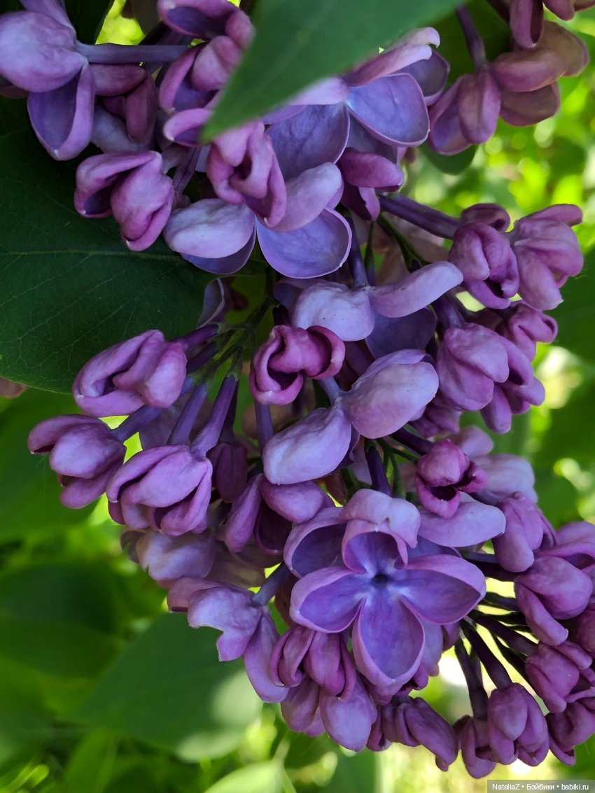 "Ветка сирени" — Туризм и путешествия: фотоотчеты из поездок