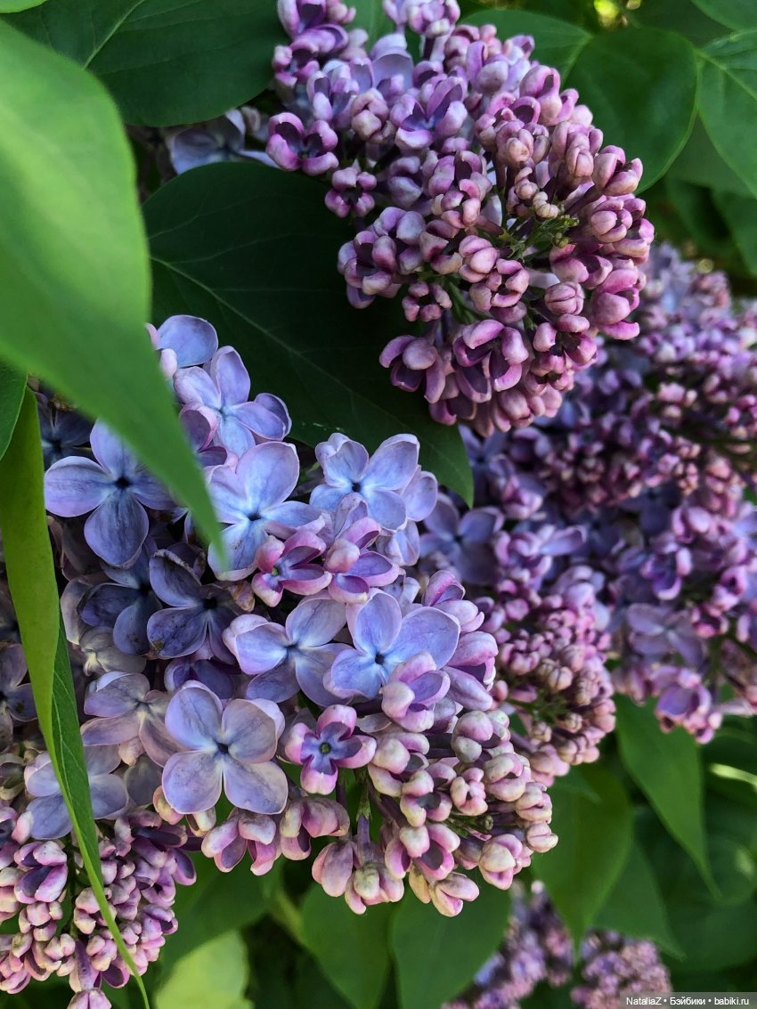 "Ветка сирени" — Туризм и путешествия: фотоотчеты из поездок (фото 2)