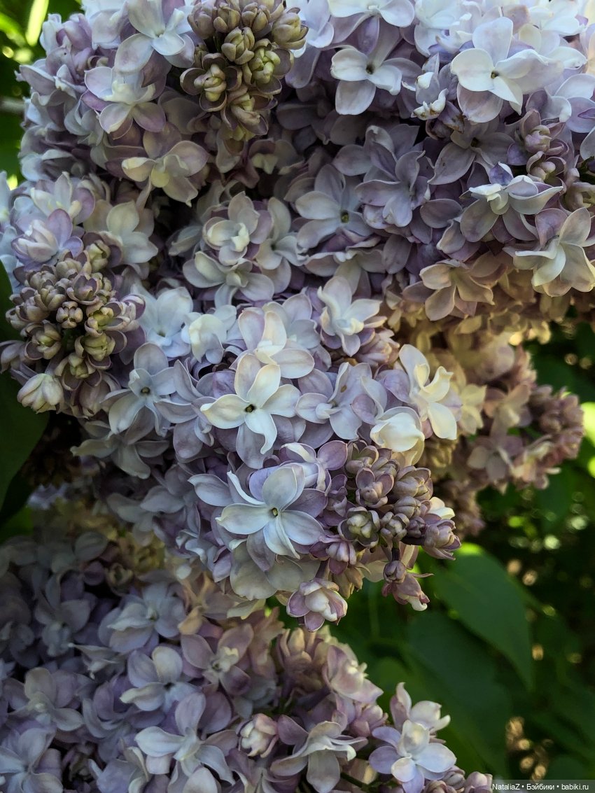 "Ветка сирени" — Туризм и путешествия: фотоотчеты из поездок (фото 6)