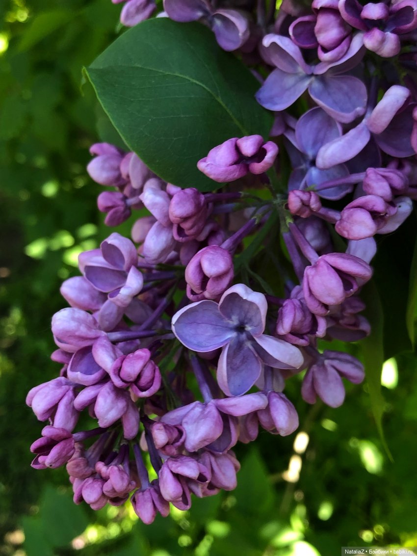 "Ветка сирени" — Туризм и путешествия: фотоотчеты из поездок