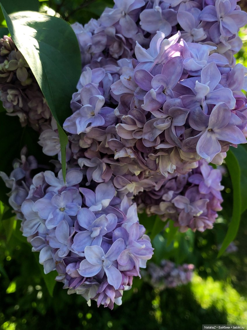 "Ветка сирени" — Туризм и путешествия: фотоотчеты из поездок