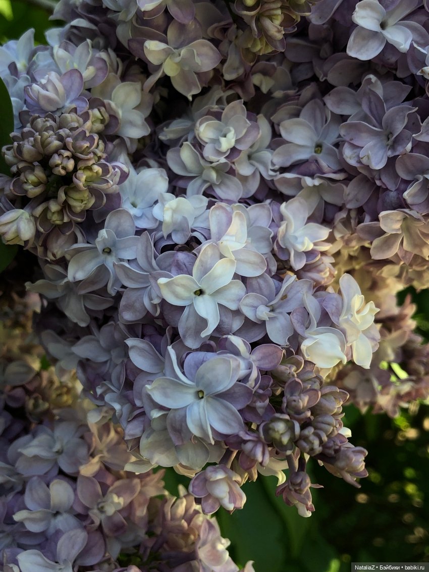 "Ветка сирени" — Туризм и путешествия: фотоотчеты из поездок (фото 7)