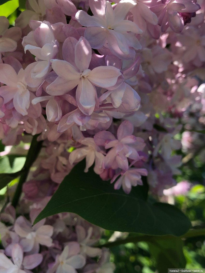 "Ветка сирени" — Туризм и путешествия: фотоотчеты из поездок (фото 4)