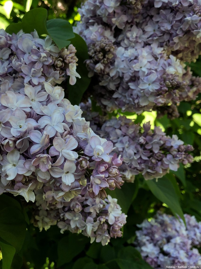 "Ветка сирени" — Туризм и путешествия: фотоотчеты из поездок (фото 5)