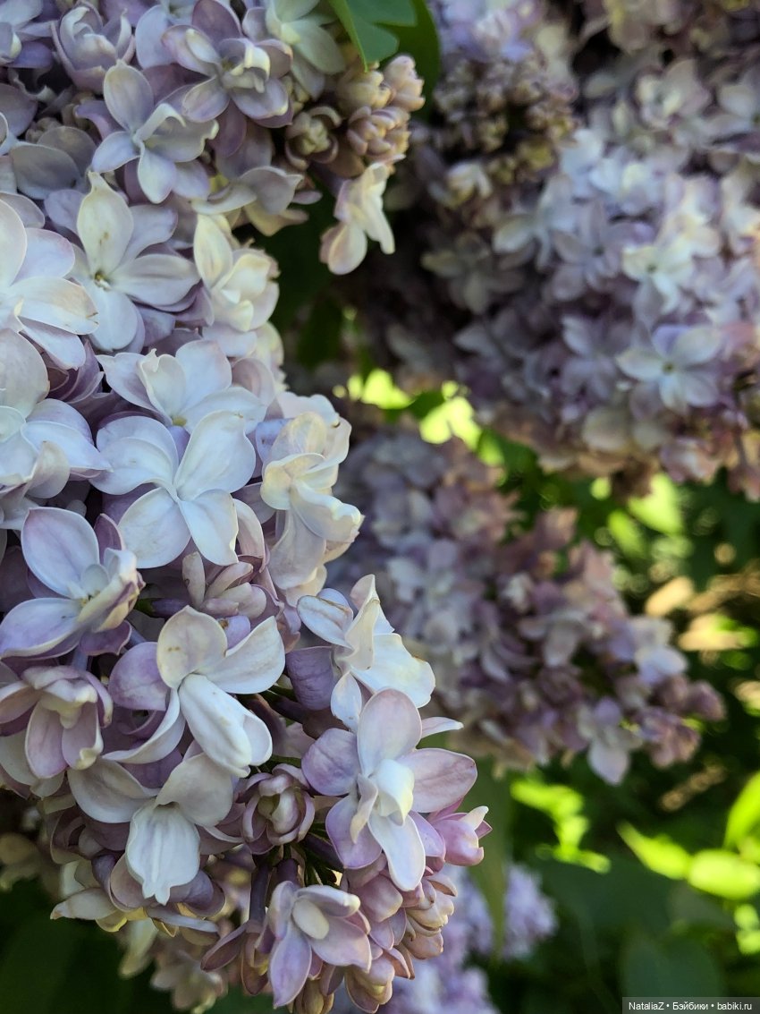 "Ветка сирени" — Туризм и путешествия: фотоотчеты из поездок (фото 8)