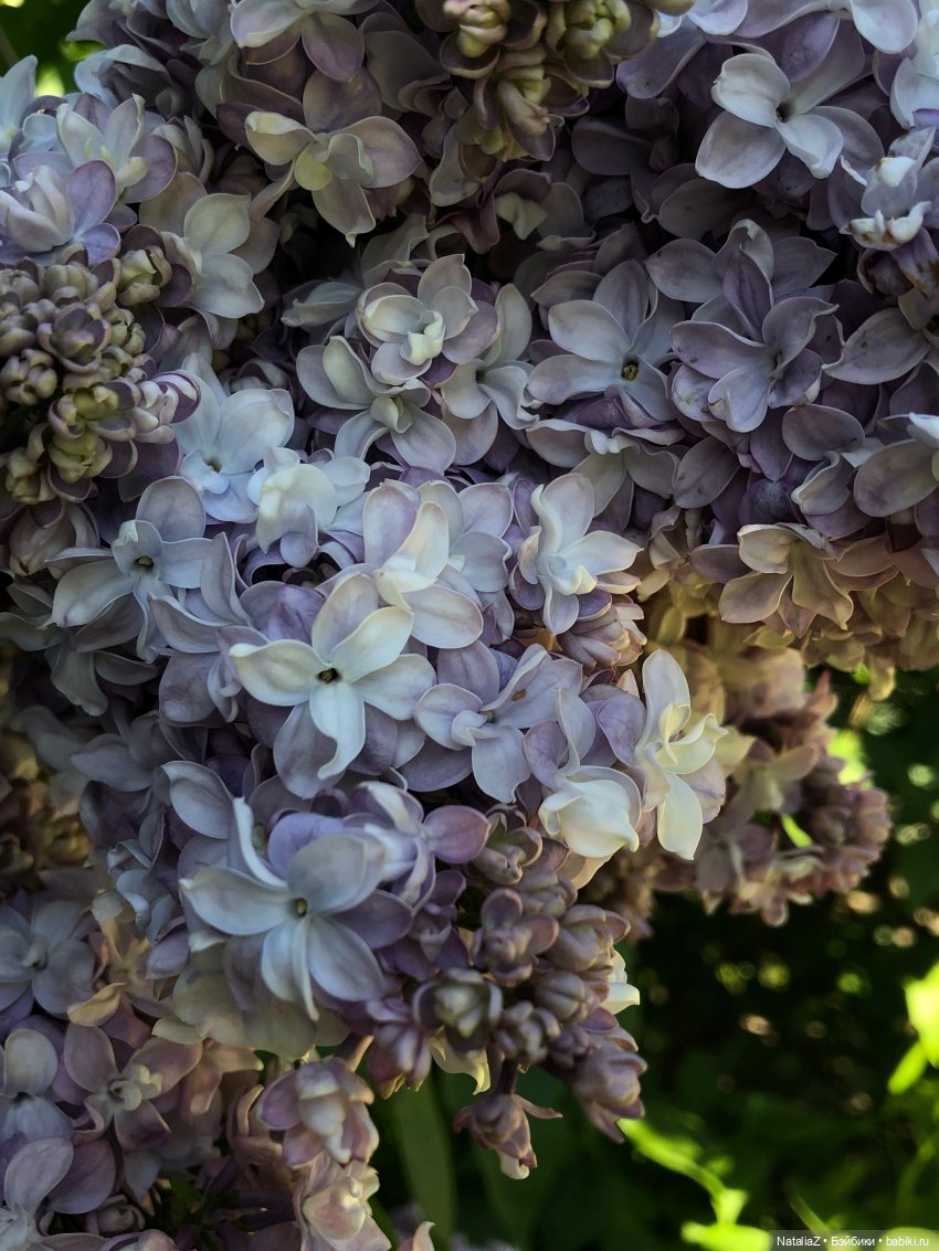 "Ветка сирени" — Туризм и путешествия: фотоотчеты из поездок