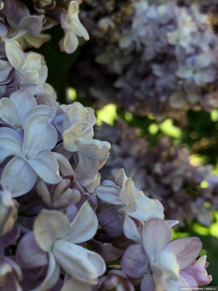 "Ветка сирени" — Туризм и путешествия: фотоотчеты из поездок (фото 9)