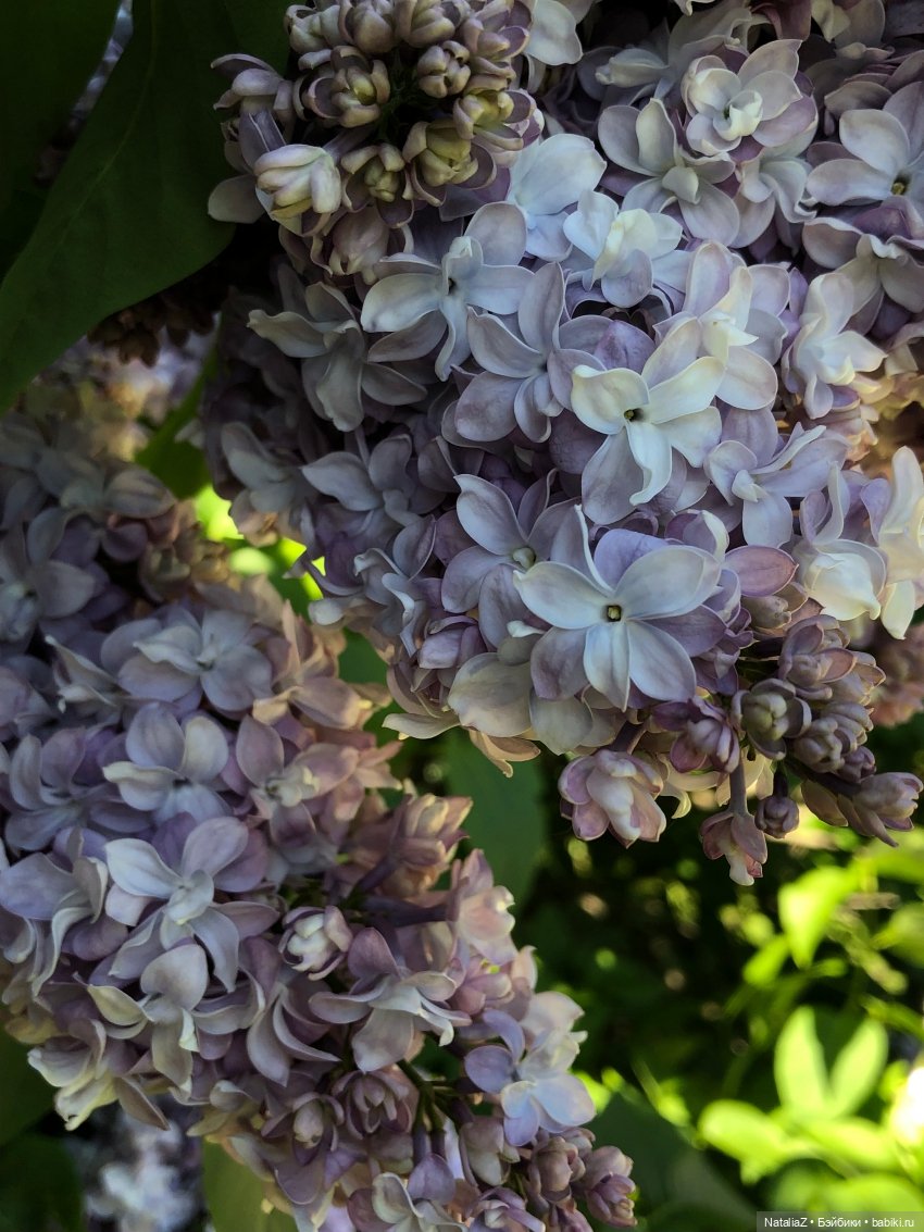 "Ветка сирени" — Туризм и путешествия: фотоотчеты из поездок (фото 10)