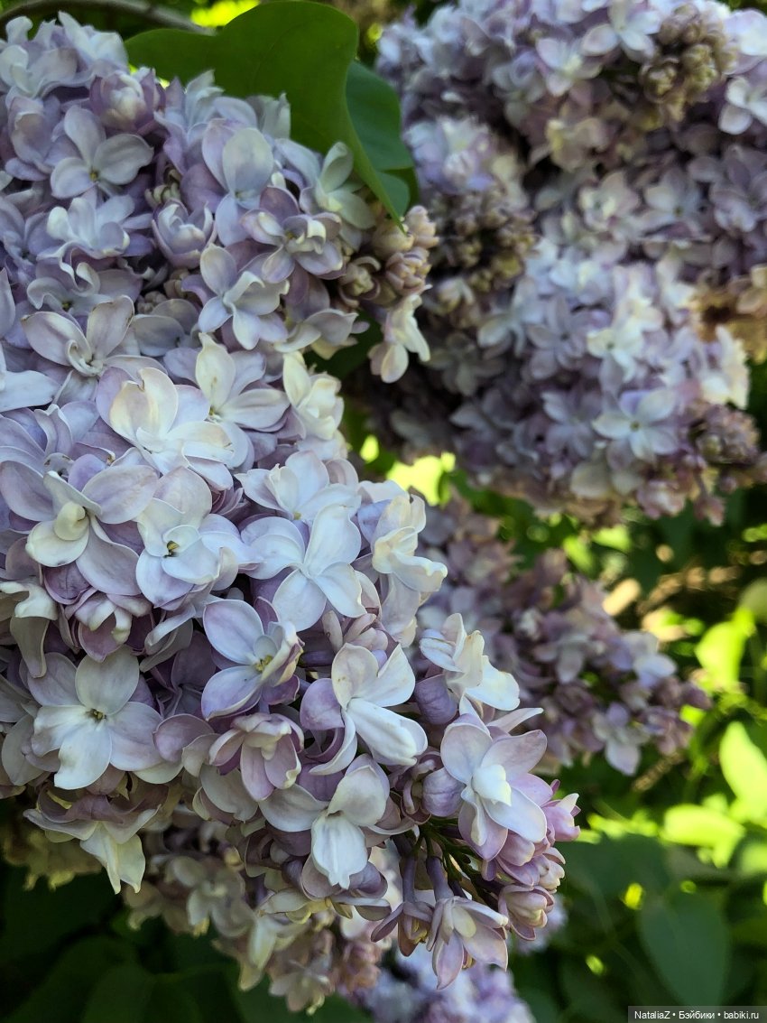 "Ветка сирени" — Туризм и путешествия: фотоотчеты из поездок