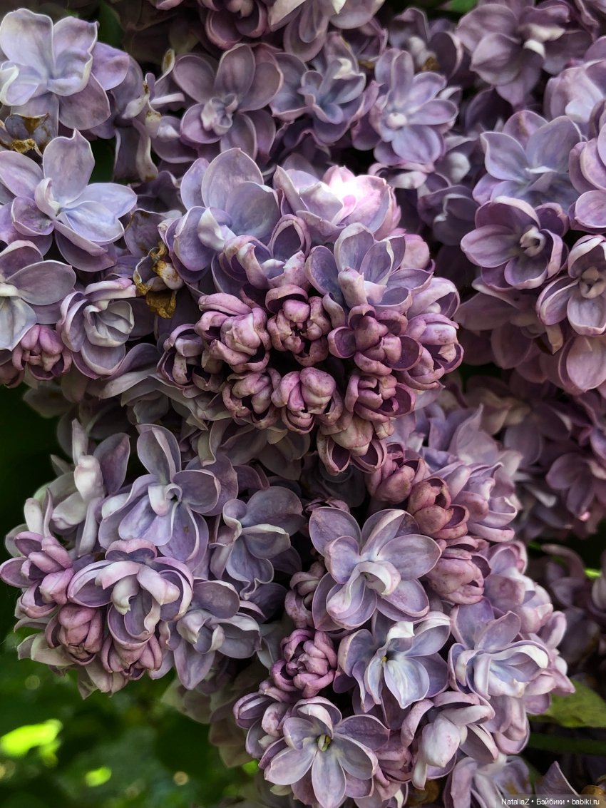 "Ветка сирени" — Туризм и путешествия: фотоотчеты из поездок