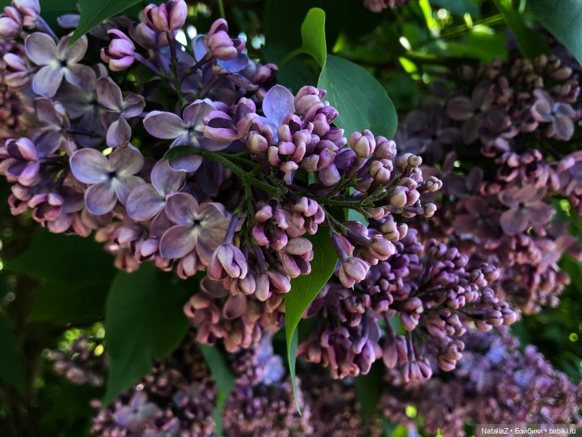 "Ветка сирени" — Туризм и путешествия: фотоотчеты из поездок