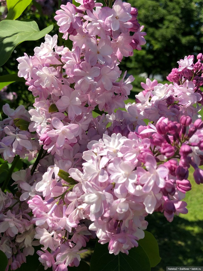 "Ветка сирени" — Туризм и путешествия: фотоотчеты из поездок (фото 3)