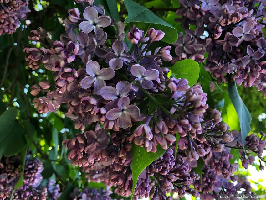 "Ветка сирени" — Туризм и путешествия: фотоотчеты из поездок