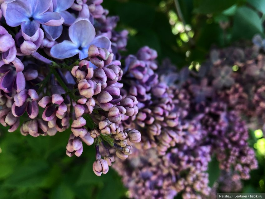 "Ветка сирени" — Туризм и путешествия: фотоотчеты из поездок