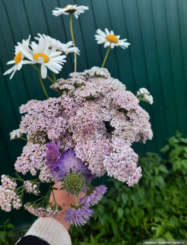 Вся медвежачья дачная семья