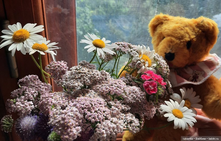 Вся медвежачья дачная семья (фото 7)