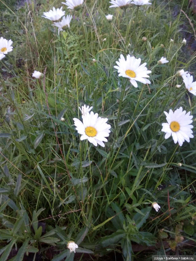 Гибриды шарнирных кукол (не БЖД): подбор тела (фото 9)