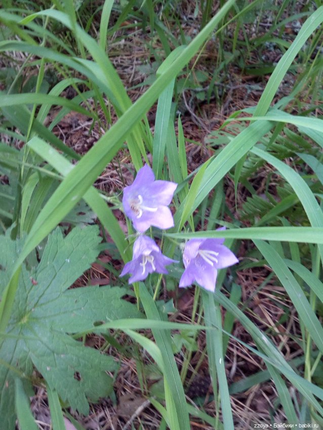 Гибриды шарнирных кукол (не БЖД): подбор тела