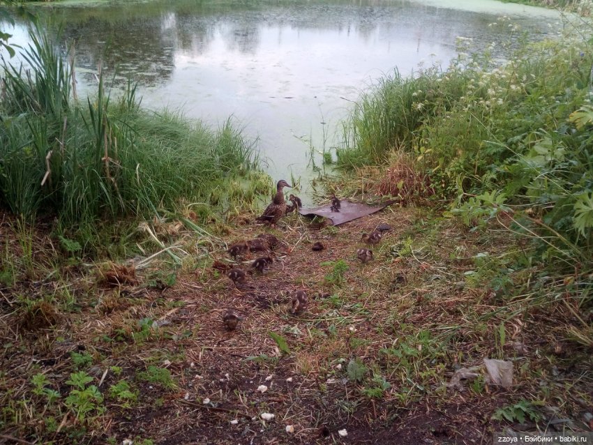 Гибриды шарнирных кукол (не БЖД): подбор тела