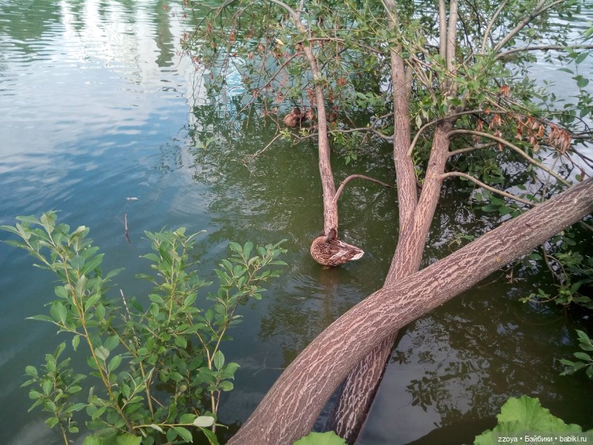 Гибриды шарнирных кукол (не БЖД): подбор тела