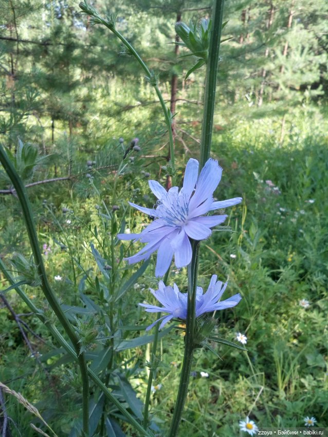 Гибриды шарнирных кукол (не БЖД): подбор тела