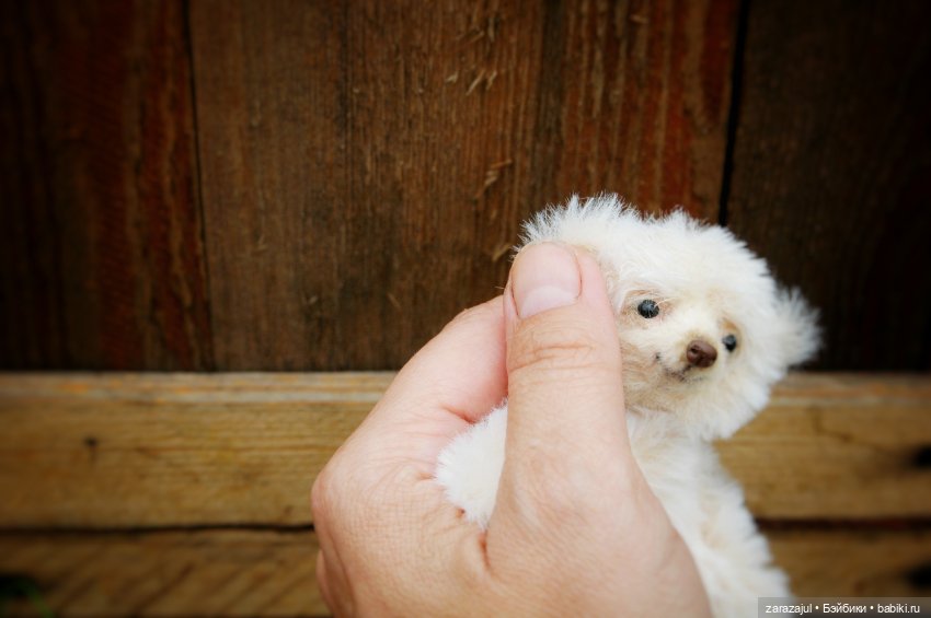 Новенький рождается — Авторские мишки Тедди и друзья: фото (фото 3)