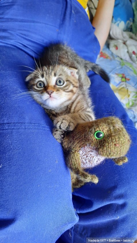 Мои последние работы.Лягушки по выкройке Клэр Гарланд