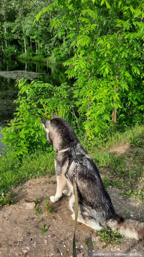 Моя работа крыса по выкройке Сары Элизабет Келлнер