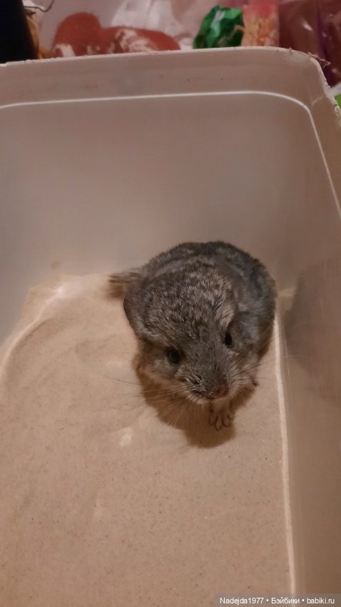 Моя работа крыса по выкройке Сары Элизабет Келлнер