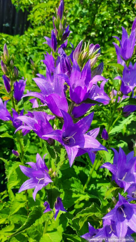 Моя работа крыса по выкройке Сары Элизабет Келлнер