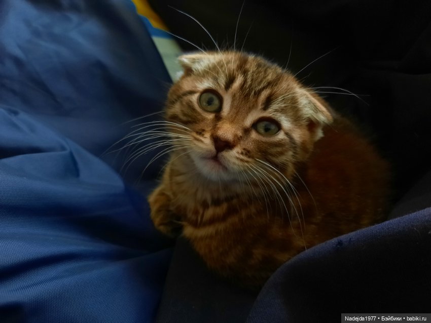 Моя работа крыса по выкройке Сары Элизабет Келлнер