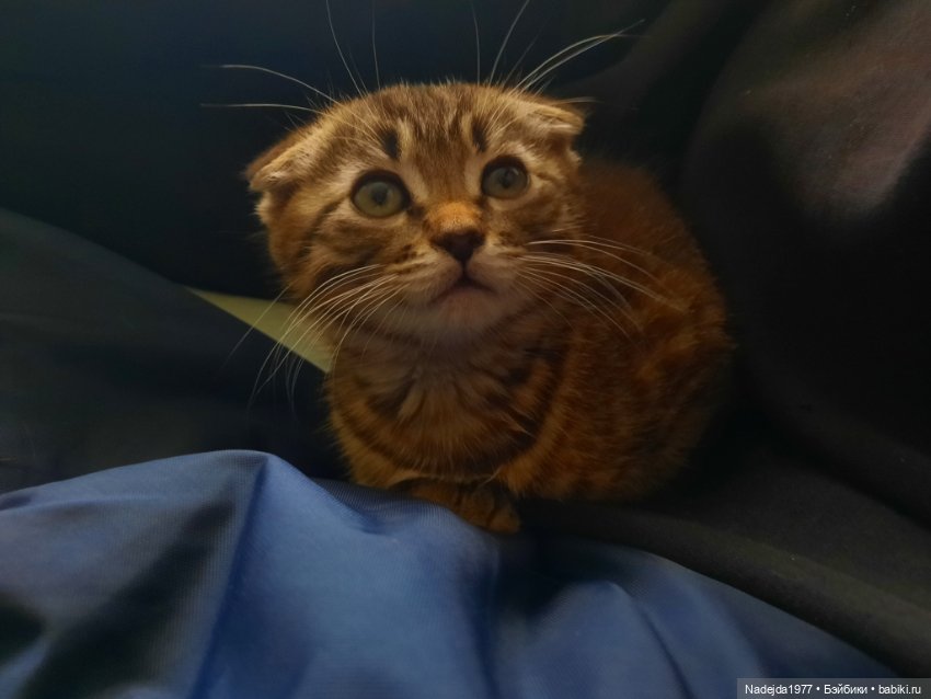 Моя работа крыса по выкройке Сары Элизабет Келлнер