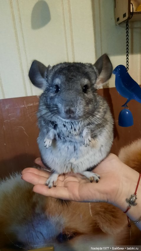 Моя работа крыса по выкройке Сары Элизабет Келлнер