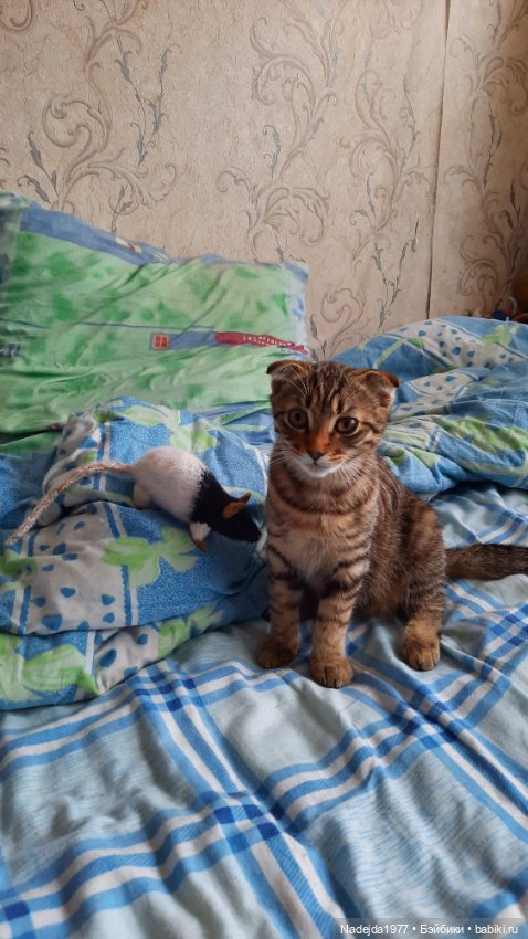 Моя работа крыса по выкройке Сары Элизабет Келлнер