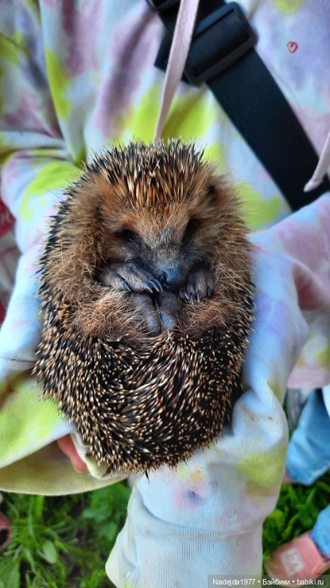 Моя работа крыса по выкройке Сары Элизабет Келлнер