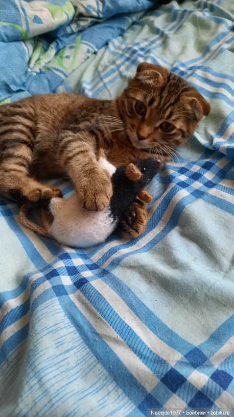 Моя работа крыса по выкройке Сары Элизабет Келлнер