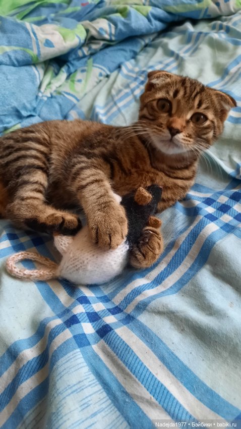 Моя работа крыса по выкройке Сары Элизабет Келлнер