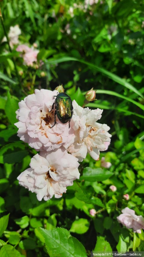 Моя работа крыса по выкройке Сары Элизабет Келлнер