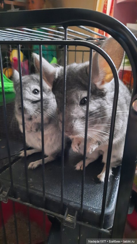 Моя работа крыса по выкройке Сары Элизабет Келлнер