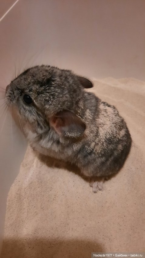 Моя работа крыса по выкройке Сары Элизабет Келлнер